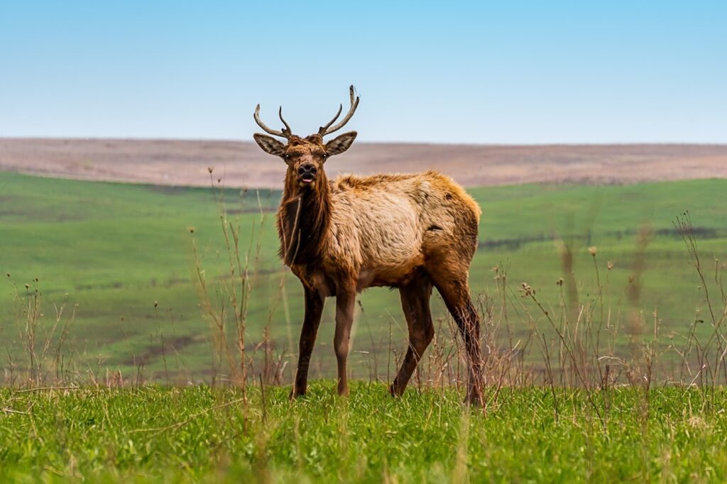 A majestic elk standing on a grassy plain at Neal Smith Wildlife Refuge, pausing for a moment to "pose" for the camera, showcasing the natural beauty and wildlife diversity of Iowa's prairie ecosystem.
